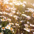 A Poem of Wild Daisies