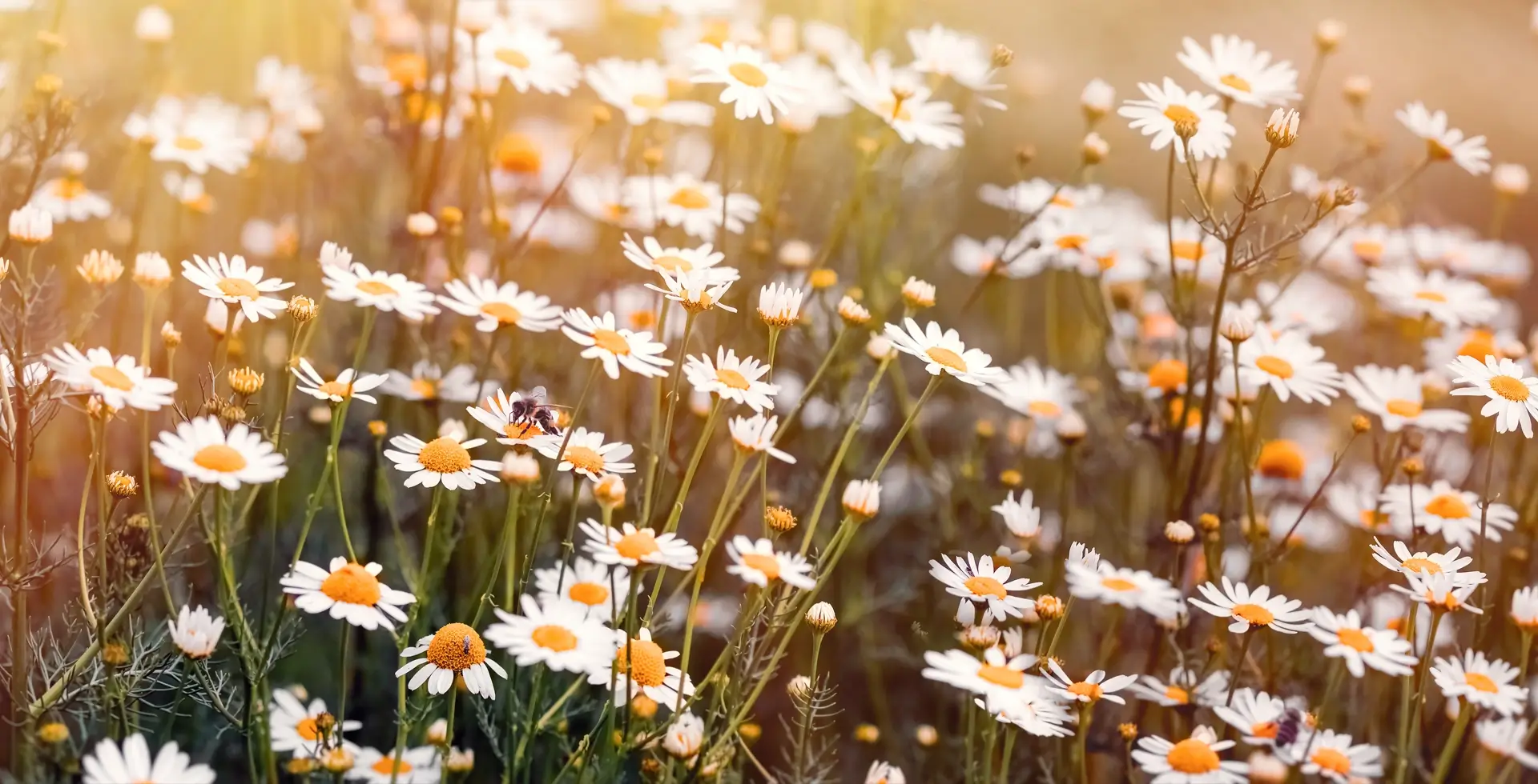 A Poem of Wild Daisies